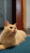 Turkish angora